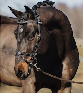 Internet only: PS of Sweden black Stockholm bridle full size (size 3)