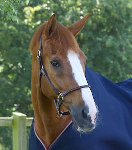 Internet only: Premier Equine Hennaroso Rolled Anatomic Leather Halter. Brown, cob size. Pre loved