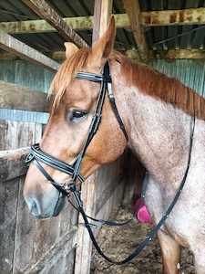 ETS Fancy Stitch Italian Leather Anatomical Bridle and reins