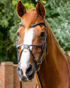 Internet only: Premier Equine Glorioso Grackle Bridle