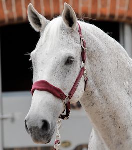 Premier Equine Fleece Padded Horse Head Collar / halter