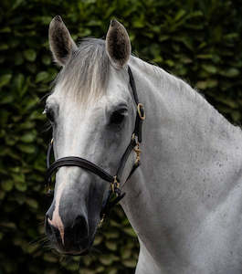 Internet only: Premier Equine Rego Padded Leather Head Collar / halter