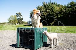 The Dog Box