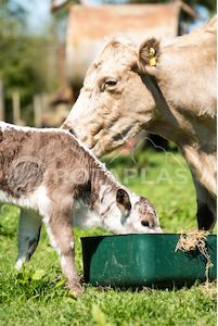 Animal Feed Bin