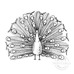 1375 F Peacock Rubber Stamp