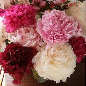 Peonies from Heaven