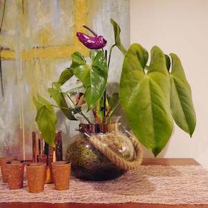 Anthurium Planter