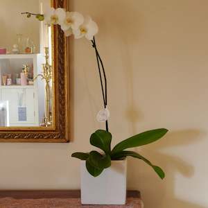 Phalaenopsis Orchid Plant