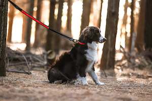 Dogness LED Leash