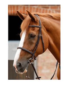 PE Mossimo Cavesson Bridle