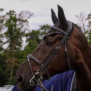 Silver Crown Bridle Black  with Half Moon  Noseband