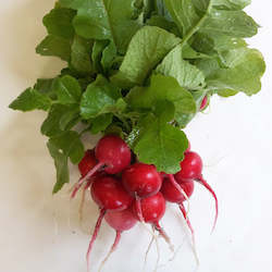 Radish, red - bunch