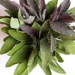 Vegetable growing: Sage - bunch