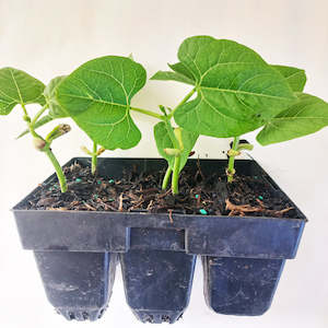 Seedling - Beans, Blue Lake Runner, 6 seedlings