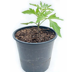 Seedling - Tomato, Cherry Black, 1 seedling