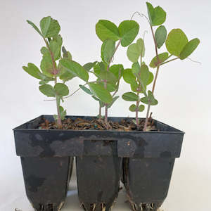 Seedling - Snow Peas, 6 seedlings