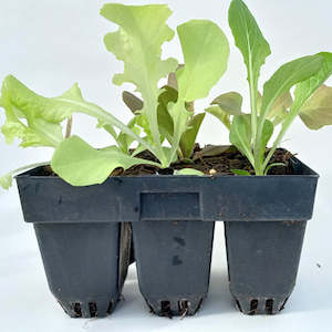 Vegetable growing: Seedling - Lettuce mixed varieties, 6 seedlings