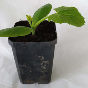 Seedling - Zucchini Mamba, 1 seedling