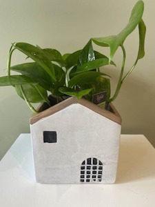 Green Pothos House Plant