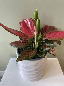 Red Valentine Indoor Plant