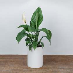 Peace Lily