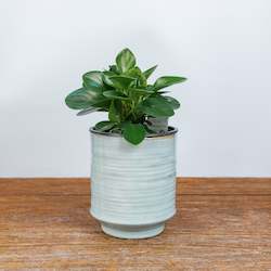 Peperomia Green