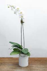 Phalaenopsis Orchid Plant