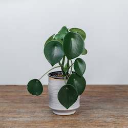 Green House Plant - Florist Choice