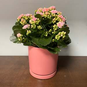 Flower: Kalanchoe