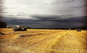 Wheat Straw