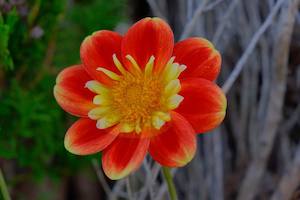 Red & Yellow Single Petal Dahlia