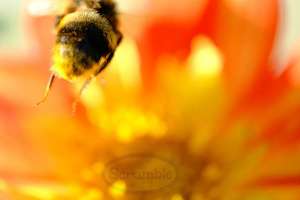 Dahlias - Scrumble Photography: Wonky Bee Take Off