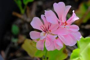 Ant on Pink Geranium