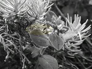 B & W: Herb: Thyme Flower