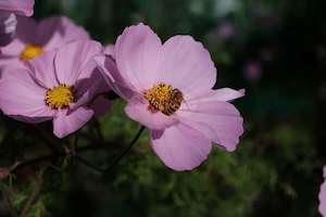 Bee on Cosmos