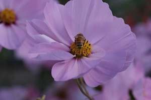 Centre Align – Bee on Cosmos