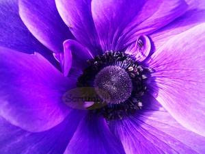 Centre of Purple Anemone