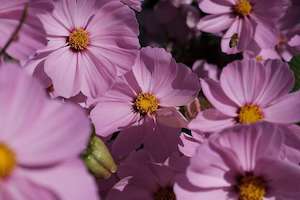 Flowers - Scrumble Photography: Cosmos Group