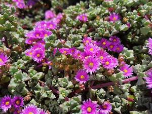 Pale Dew Plant, San Francisco Airport