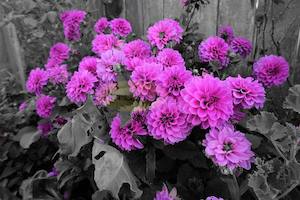 Purple Dahlia Bush