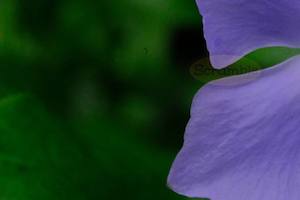 Flowers - Scrumble Photography: Right Align Purple Petals