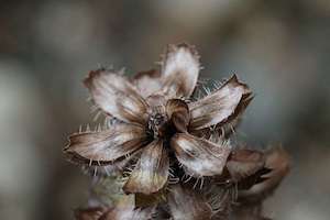 Selfheal Flower Gone to Seed