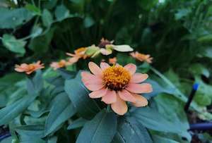 Single Zinnia