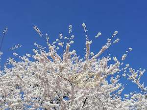 White Cherry Blossom, Washington Monument