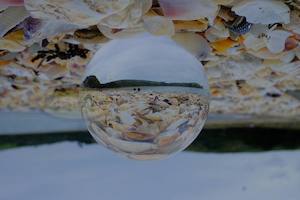 Lens Ball: Lens Ball: Oyster Catcher Pair, Shakespeare Bay