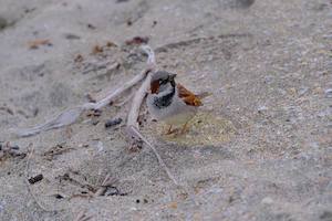 Beach Sparrow, Shakespeare Bay