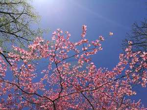 Pink Cherry Blossom, Washington Monument