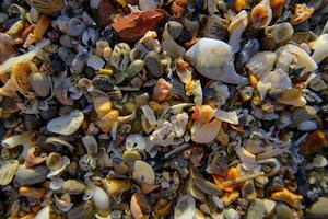 Evening Shells, Browns Bay Beach