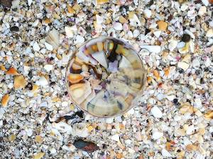 Lensball: Macro Shells @ Waiake Beach