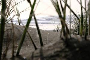 Dune Bugs Perspective – Te Henga Beach